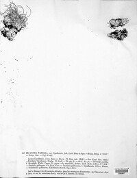Image of Ochrolechia parella